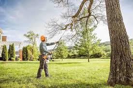 Tree and Shrub Care in Fircrest, WA