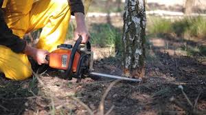 Best Arborist Consultation Services  in Fircrest, WA