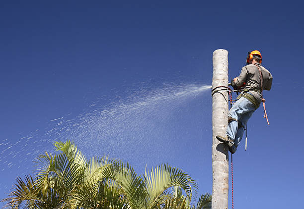 Best Tree Maintenance Programs  in Fircrest, WA