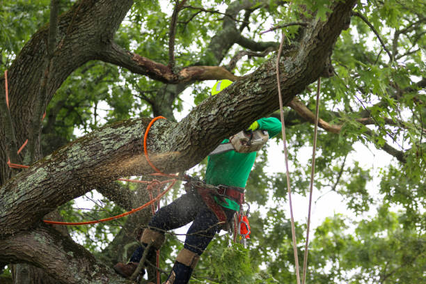 Best Storm Damage Tree Cleanup  in Fircrest, WA