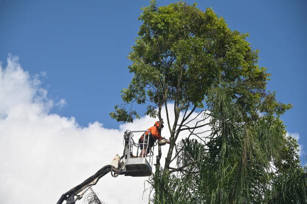 Best Tree Preservation Services  in Fircrest, WA