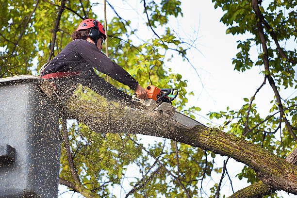 Best Firewood Processing and Delivery  in Fircrest, WA