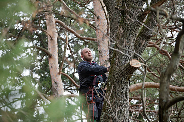 Best Hazardous Tree Removal  in Fircrest, WA