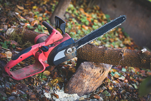 Best Tree Trimming and Pruning  in Fircrest, WA